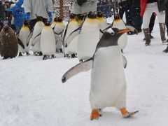 雪の北海道①！ 旭川→小樽→札幌 3泊4日旅行　1日目（旭山動物園）