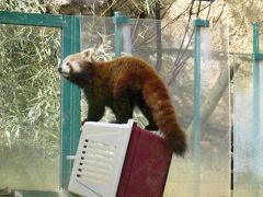 欧州Panda-vermelho紀行  Jardim Zoologico(リスボン動物園)  個人史上最西端レッサーはケージの上で観客を魅了