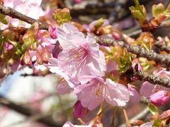 2019　桜散歩（千鳥ヶ淵緑道～皇居東御苑：修善寺寒桜・河津桜・寒桜・琉球緋寒桜・支那実桜・冬桜）