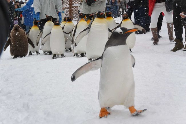 雪の北海道①！ 旭川→小樽→札幌 3泊4日旅行　1日目（旭山動物園）