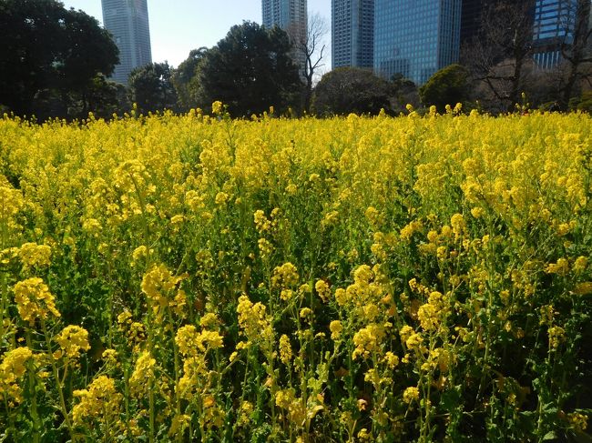 2019年2月、良い天気だったので初めて浜離宮恩賜庭園に行き、梅と菜の花を見に行きました。都心の高層ビルが立ち並ぶ中、真っ黄色の見頃の菜の花が見れて感動しました。<br /><br />---------------------------------------------------------------<br />スケジュール<br /><br />2月23日　自宅－東京メトロ汐留駅－浜離宮恩賜庭園観光－JR新橋駅－自宅