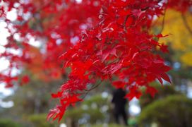 2017年11月　紅葉を見に新潟へ（2日目-2）～弥彦へ