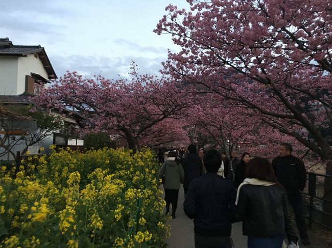 今年もいちご狩りに行きたいという息子。それなら河津桜を見てみたいと思い立ち、はとバスツアーに申し込み！<br /><br />いちご狩り、去年スカイベリー狩りに感動して、正直なところ今回はどおかなーと思っていたけど、章姫ととちおとめのいちご狩りに加えて５種類の食べ比べコーナーもあり、大満足でした！！<br />お天気も良く、ちょうど満開の河津桜を見ることができました！<br /><br />しかし、こんなベストタイミングの週末、車は大渋滞！！フルーツパークから浄蓮の滝への伊豆縦貫道のあまりの混雑ぶりに、河津の時点で途中離脱して電車に切り替えた人も。<br />河津からの帰路は天城越えではなく海側の道を北上するも、一車線でのろのろ運転。もともと19時半東京駅解散予定でしたが、まさかの終電間に合わない可能性が浮上。確実に電車で帰りたい人は伊東で途中離脱して、22時5分初の終電で東京へ。<br /><br />5歳児連れて伊東から鈍行の終電も厳しいので、このままバスで東京行きを選択した我が家。<br />明日は平日、仕事です。。終電間に合わなかったらタクシーか、はとバス系列の銀座キャピタルホテルに割安料金で泊まらせてもらうか。はてさてどおしよう。間に合うことを祈りながら旅行記作成中。こんなハラハラドキドキも旅の醍醐味！？運命やいかに！！<br /><br />はとバスツアー<br />伊豆名爆浄蓮の滝&amp;いちご狩りと河津桜まつり<br />7:30 浜松町発<br />10:00 伊豆フルーツパーク着<br />  いちご狩り&amp;昼食(しらす御膳)<br />12:00 出発<br />※ここから伊豆縦貫道が大渋滞！通常40分で滝に着くところ、なんと3時間半！途中、東京ラスクのお店で急遽トイレ休憩。<br />15:30 浄蓮の滝着<br />16:10 出発<br />17:30 河津桜まつり着<br />18:45 出発<br />※海側の道も大渋滞。途中、DHCの赤沢温泉ホテルで急遽トイレ休憩。<br />22:00 伊東(電車に切り替える人は途中離脱)<br />今ココ。<br />？  東京駅着