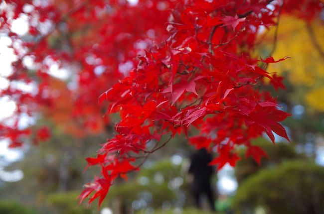 2017年11月に新潟に行ってきました。<br />ここからは前回(→ http://4travel.jp/travelogue/11461571 )の続き、2日目の旅行記になります。<br /><br />新潟でB級グルメを頂いたのちに弥彦へ向かいました。<br />新潟で最も有名な紅葉の名所の一つなので、昨日と異なりたくさんの人がいました。<br />時間的・体力的に弥彦神社までは行くのは難しいと思い、駅周辺の弥彦公園で紅葉を見ることにしました。<br /><br /><br />【行程】<br />咲花(8:58→遅れ:9:30)→新津行き→新津(9:30→遅れ:10:00頃)<br />新津(10:23)→新潟行き→新潟(10:42)<br />新潟駅前(10:57)→BRT萬代橋ライン→市役所前(11:12)<br />市役所前(11:30)→BRT萬代橋ライン→万代シティ<br />~みかづき~万代シティバスセンターのカレー~<br />新潟(12:20)→吉田行き→吉田(13:24)<br />吉田(13:38)→弥彦行き→弥彦(13:46)<br />~弥彦公園~<br />弥彦(15:15)→東三条行き→燕三条(15:41)<br />燕三条(16:22)→Maxとき332号→東京(18:00)<br /><br />