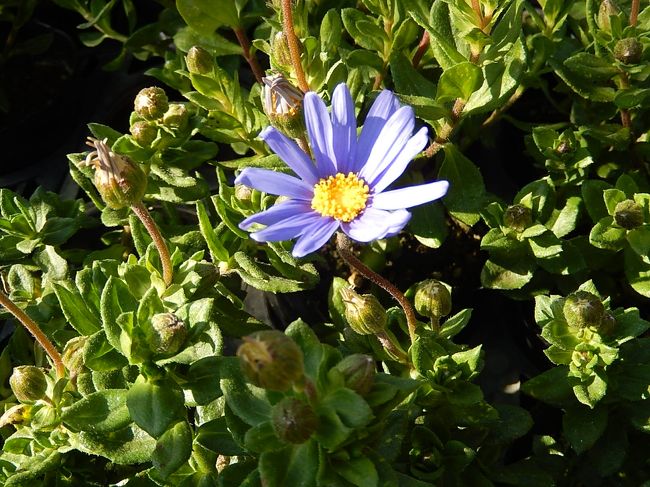 2月24日、午後2時頃にふじみ野市西鶴ケ岡地区を散策し、序に春の花を見るためにガーデンセンターへ行きました。<br />シャクナゲ、玄海つつじ、フリージア、ブルーデージー、クモマグサ等が見られました。　この日は日曜日とあって蘭の花等でフラワーオークションもありました。<br /><br /><br /><br />＊写真は美しいブルーデージー<br />