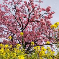 河津桜と静岡観光一日目