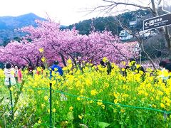 2019 河津桜まつり