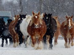 音更（おとふけ）まで「馬追い運動」を見に行く♪  雪煙を上げ走る妊娠馬！ しっかり運動して安産になりますように ⑤