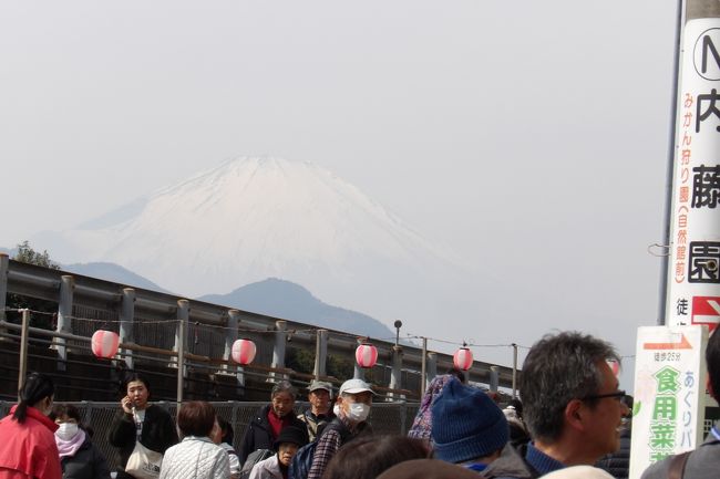 　JR松田駅からまつだ桜まつり会場（西平畑公園・松田山ハーブガーデン）までのシャトルバスも長蛇の列で待ち時間が1時間だという。仕方がないので徒歩で上ることにした。<br />　まつだ桜まつりには大勢の人たちが押し掛け、正門入口は諦めて山頂の裏口を目指した。しかし、ここも長蛇の列だ。たった200円を徴収するのに、3人の係員がいて、1人は領収書に日付印を押し、1人は料金を徴収し、もう1人は領収書と松田町の絵ハガキを渡す分担だ。<br />　坂を上って来る親子（母・娘）がいる。娘はブルーのカラーコンタクトを付け、新選組の衣装を着ている。鎌倉・荏柄天神社で見掛けた甲冑姿の2人（https://4travel.jp/travelogue/11449560）と同じかとも思ったが、話を聞くと違う。隣の小田原市から来た親子で、今日はここでコスプレの撮影会があるのだという。母親は胸に「撮影許可書」を掛け、娘は新選組の沖田総司が好きで男装しているのだという。胴具を着け、刀を持って急な上り坂で草履を脱いで歩いている。「ツクサツガガガ」ではトクサツ好きの娘の母親は理解を示さないが、この母親は撮影要員で付いて来ているのだ。現実には娘の趣味に理解を示す母親もいるのだ。もし、松田町の住民ならば、こうした列に並ばなくても入場できるのに…。着替え場所にはスーツケースが並び、50人くらいは来ているのではないか？という。しかし、この後、2時間ばかりで出会ったのは7人だけである。女装の男性もいたが、山頂でミカンなどを販売していた地元の農家の親父さんも、見た目がごつく、すぐに男だと分かったと言っている。この親父さんと何度か話し、ミカンを1袋買って帰ることにした。<br />（表紙写真は公園入り口の富士山）