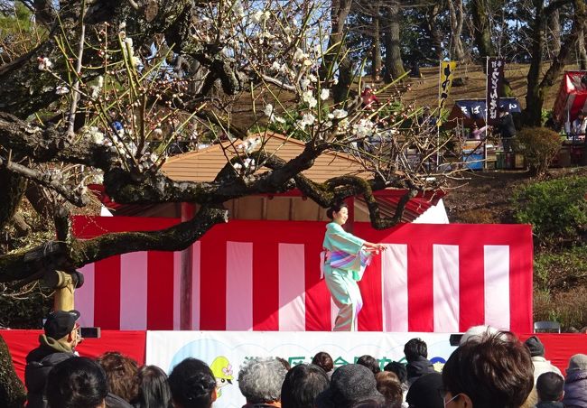 梅まつり　大倉山公園梅林、保土ヶ谷公園（追加　枝垂れ梅　満開）