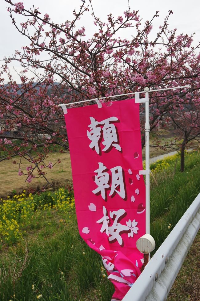 千葉県房総半島の南部・南房総は、関東で春が最も早く訪れる地域です。<br />花粉が飛ぶのと同時に一気に春になる温暖な気候の南房総、略して南房（なんぼう）。<br />2016年に、外房の抱湖園の元朝桜を見に行きました。<br />房総半島は桜の名所としてはあまり有名どころは少ないですが、<br />意外に耳慣れない桜があるんです。<br />2019年は「頼朝桜」です。これは本来は「河津桜」なんですが、「頼朝桜」という<br />愛称をつけて、鋸南（きょなん）町の名物にしようと盛り上げている最中です。<br />鋸南町はもともと水仙で名の知れた町なので、共に花の名所となっています。<br />南房は、内房と外房をつなぐ道路がかなり整備されているので、<br />横断することは苦になりませんが、この時期はあちこちで菜の花が咲いて楽しいです。<br />いすみ鉄道も菜の花で知られていますね。<br />せっかく房総半島に来たなら、千倉町の花摘みは外せません。<br />見るだけで、肺まで花の濃い香りで充満しそうな花畑をどうぞ。<br />