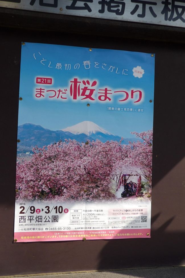 　「まつだ桜まつり」はポスターにあるように、河津桜と富士山の競演とも成り得る。しかし、今日は好天ではあるが、朝から富士山は霞んでいる。したがって、今日の「まつだ桜まつり」は河津桜と菜の花の競演になってしまった。<br />　早咲きの桜・河津桜だと言うのに、もう外国人も多く訪れている。一月後の桜の本格的なシーズンにはさらに多くの外国人が花見に訪れるのだろう。ここ松田にも枝垂れ桜が何本か植えられており、枝垂れ桜と富士山を一緒に写せる日があるのであろうか？<br />（表紙写真は「まつだ桜まつり」はポスター）