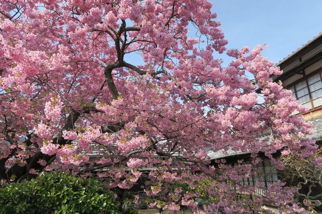 花も天気も絶好。混雑渋滞もピークの河津桜まつり2019