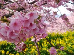 河津は遠いと思っていたら少し近くにいいとこあった　松田町の河津桜2019