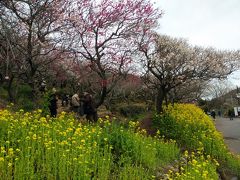 湯河原幕山公園の梅祭り