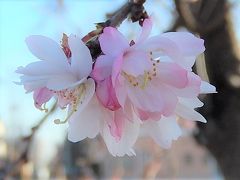 陽気に誘われて冬桜を見に亀久保西公園に行きました