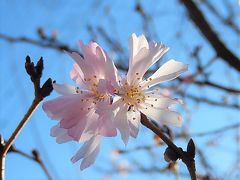 陽気に誘われて十月桜を見に行きました