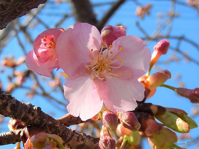 2月25日、午後1時半過ぎに気温17℃という陽気に誘われてふじみ野市鶴ケ岡中央通りの河津桜を観察に行きました。　開花状況は一分咲でした。<br /><br /><br /><br />＊写真は美しかった河津桜