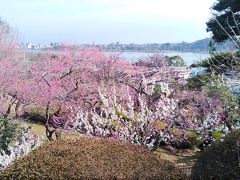 日本三名園の偕楽園で「水戸の梅まつり」