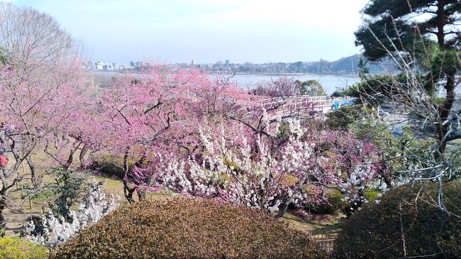 お花見第一弾として、春らしいぽかぽかした陽気の週末、偕楽園で行われている「水戸の梅まつり」に行ってきました。