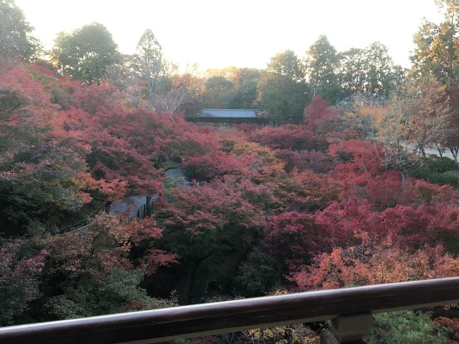 東福寺の紅葉シーズンに東福寺へ行ってきました