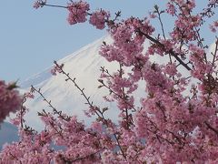 河津桜を見に、まつだ西平畑公園へ