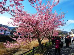 河津桜と幕山公園の梅林