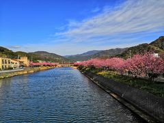 もう春はすぐそこ。満開の桜を見に伊豆河津へ。