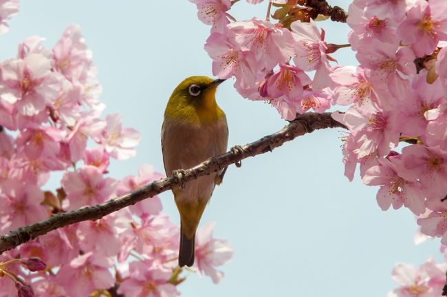 　猛烈だったスギ花粉、少し弱まったので、近場で河津桜とメジロを鑑賞してきました。