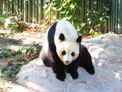 天を仰いでるんか?北京動物園!!台風21号で欠航の北京!!2018年8月～9月 中国西安＋北京＋名古屋　9泊10日1人旅(個人旅行)１５