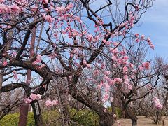 2019.2.22　羽根木公園の梅まつりと東京メトロ24時間切符