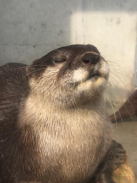 ハワイ一人旅から帰って、奥様孝行のため土日は河津桜とカワウソぷにゅぷにゅの旅に出かけました。<br /><br />カワウソは、油壺マリンパークのアトラクションで、カワウソに餌を与える最中に「ちょうだい！ちょうだい！」とカワウソが手を差し伸べ、それを触れるというたまらん企画です。<br /><br />いい歳した夫婦二人、カワウソの手を握り「あぁっ！」とか「こりゃたまらん！」と口にしていました。