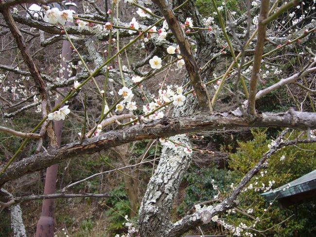 ２月も終盤に近付き、鎌倉の梅の花の様子を見に行ってきました。場所によっては満開を過ぎているところがあったり、これから咲きはじめようとしていたりでしたが、それなりに梅の花を愛でることができました。<br /><br />コース<br />ＪＲ鎌倉駅 （バス）～天神前バス停～荏柄天神社～鎌倉宮～瑞泉寺～報国寺～浄妙寺 （バス）～ＪＲ鎌倉駅<br />