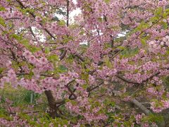 梅も、河津桜も見ずして帰る　写真は真鶴岬の桜。