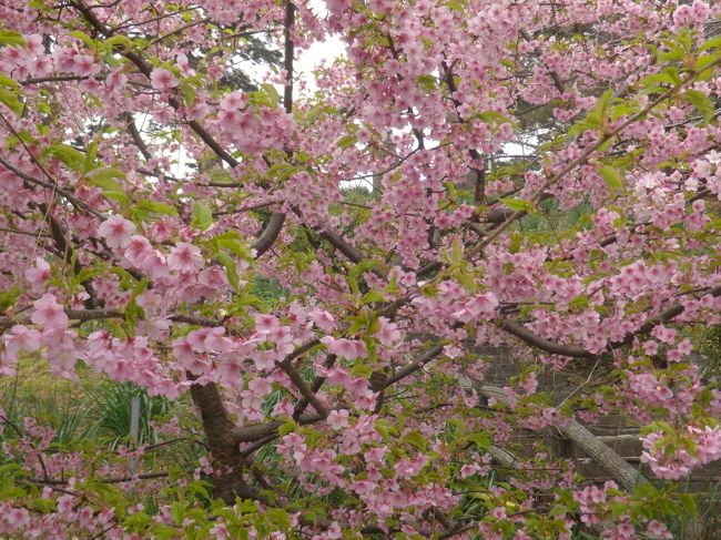 月、火曜日、春本番の暖かさに恵まれた旅でした。<br />この時期、伊豆半島は河津桜で観光客が一番混み合っている。道路も渋滞、駐車場を探すにも一苦労するという状況だったので、満開の桜を見ずして帰ってきた。<br />実は、1月下旬も伊豆北川温泉から、河津に出かけたのだが、蕾がパラパラといった状況だった。<br />何年か前にも見ているので、湯河原温泉に入って酒を飲み、カラオケをやってきただけということになった。<br />この宿・ニューウエルシティ湯河原は元厚生年金会館だったとかで、大空間での食事、美味いものは期待できなかった。<br />今回は、練馬区の保養施設としての利用だったので料金も安かった。仕方がないことだ。<br />新築のように、部屋などは綺麗にできていた。ただ長く逗留するところではない。<br />別棟にある露天風呂といっても、天も覆われていて、景観を愉しめない。<br />湯河原の梅林も奥の方だったので、宿で入場券をもらったが、見なかった。<br />2月も終わりだ。<br />来月は奈良東大寺のお水取りに行く予定になっている。<br /><br />