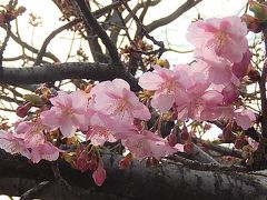 やっと咲き始めたふじみ野市鶴ケ岡中央通りの河津桜その後(2月27日観察)