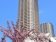 二ヶ領用水の花散歩2019 ～中原・武蔵小杉を彩る初春の花～（川崎）