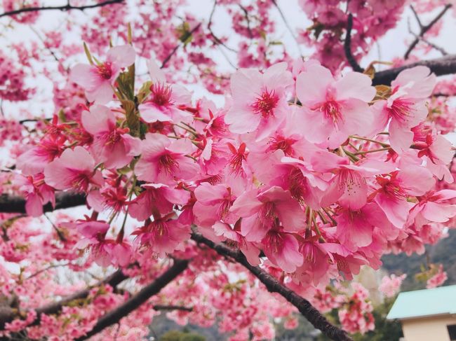 毎年開催される河津のさくら祭に☆ <br />仕事が終わってから弾丸で行ってきました。<br />