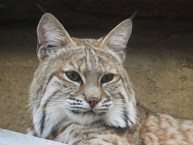 お気に入りのボブキャットとオオヤマネコが旅立って<br />さみしくなっていましたが<br />またニューフェイスが来園したという事で、1日たっぷり時間を取りました。<br />国内では3カ所しかいないジャイアントパンダ、<br />飼育している園の少ないコアラ、<br />日本ではここだけにしかいないボブキャット。<br />他にも大にゃんこさんが充実、しかもアクセスもいい。<br />時間がいくらあっても足りない、大好きな動物園。<br /><br />そしてたまたまルミナリエの時期だったので、<br />念願のルミナリエ、ようやく見る事ができましたが<br />写真は残念な感じでした。<br /><br />長時間の滞在&スターぞろいなので、写真の枚数がとっても多い。<br />ちょっとスクロールが大変で、ごめんなさいね。