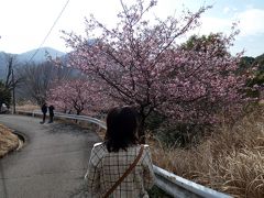 ０１．春を探しに行くエクシブ伊豆1泊　三島～伊東のドライブ　松川湖畔の河津桜　