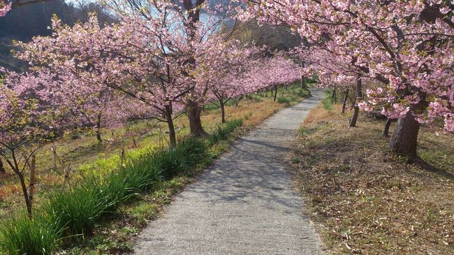 房総に春がきた<br />　今年の房総の旅は、２月の今回と、３月の２回予定している。どちらも１泊２日の旅だ。<br />ただし、今回の１泊２日は、泊まりが私のオフィスだから、１泊２日？と疑問符がつく。<br />　今回の予定は、１日目の２４日が、マザー牧場と佐久間ダムの河津ざくら、２日目の２５日が舞浜のイスクピアリで、午前が「万引き家族」、午後が「おじいちゃんと猫」とシネマづくしだ。２日目は、雨という天気予報が、シネマ決定の大きな理由だ。<br />今回のメインは、佐久間ダムの河津ざくらだ。オスィスからマザー牧場までは、車で４０分だ。マザー牧場のあと、佐久間ダムの河津ざくらを見る。<br />　オフィスは、成田空港へも、羽田空港へも車で４０分のところにある。オフィスから高速の入り口までは、８分、信号機は、２つのみだ。高速バスを使って空港に行く場合は、バスターミナルが２０分の距離にあり、車の一番安い駐車料金は、安い駐車場で１日当たり３００円だ。ただし、日曜と土曜は、少し高めの料金だけどね。高速バスだと電車みたいに乗り換えの必要がないので、乗車したら空港まで、居眠りしながら行ける。<br />　今回の旅は、ワイフとの話し合いの中で自然にまとまった案なので、どちらが費用を負担するかの取り決めはなかった。結果として、ワイフと私が、「今度は私」という具合に、支払いの都度、負担しあった。<br />　最近は、どのテレビ局も房総を取り上げているので、行きたいところは、いくつもあった。<br />とくに勝浦のお雛様は、行ってみたかったところだったけど、１日に３か所は、無理ということで、マザー牧場と河津ざくらになった。これまで、お雛様を見に行ったことがあるのは、福岡県の八女市、千葉県の流山市だけど、テレビで見ている限り、勝山の方がお雛様の数が桁違いに多いかな、と思う。<br />　今回の１泊２日の小旅行のお昼の話だけど、一日目は、マザー牧場近くの農園カフェ？に行くつもりだったけど、１日１度しかない、羊の行進を見終わったら、農園カフェのお昼の部は、１４時でおしまいということで、行きそびれた。仕方がないので、佐久間ダムの近くで、出会ったところで食べることにし、遅いお昼になったけど、結果としてよかった。佐久間ダムの近くの「君の名は」というお店に偶然、出会い、そこのおっちゃんが作る料理が食べられた。<br />　旅にでると、国内でも海外でも地元の人と会話を楽しむ方だから、おっちゃんの出どころとか、いつ佐久間ダムのほとりにきたかとか、大漁旗があったので、おっちゃんは船をもっているのかとか、いろいろ話をした。おっちゃんからは、「つい最近、NHKでも放映されたせいか、訪ねてくれる人が多くてね」などの話があった。<br />　最初、「君の名は」というお店を知らなかったので、マザー公園を出るとき。「佐久間ダム公園」で目的地をセットして出かけたので、「君の名は」に出会ったのは、駐車場探しで苦労して、結果として予定外の道をたどって偶然出会った。　この旅のブログに出会った皆さんは、　https://www.kiminonaha-kyonan.info/page/top.phpで検索してわかる住所をセットして向かえば、お店に行ける。<br />　お店をすごくきれいなお店とか古風なお店と想像していくととがっかりするかもしれない。建築許可が下りなかったということで、調理場、注文受け窓口、客間の３つのプレハブでできた小さなお店だ。<br />　駐車場を探して徘徊していて、空いていた駐車場を見つけたのが、たまたま「君の名は」の敷地だった。客間の方を覗いて、たまたま食事中であった先客に「お店の人は、どこにいるの」と聞いたら、料理場か事務所のどちらかにいる、と言われたので、料理場にいたおっちゃんに「車止めたけど、駐車代はいくら？」ってきいたら、豪儀に「ただだ」と言われた。(いつまでも、無料かは、不明)　食事をしていないし、ただの駐車場では、申し訳ないので、食事をしていくことにし、メニューを聞いたら、手に持っていた魚３匹を煮たのがメインディッシュがメニューの一つといったので、地魚３尾のメインを注文したら、河津ざくらの鑑賞ルートを教えてくれ、食事前にさくら鑑賞をすることにし、６０分後に戻ると伝えて、「君の名は」をあとにした。食事は、さくらの鑑賞後になったけど、３尾の魚以外に小鉢がつき、値段にしては豪華な食事なった。多分、佐久間湖周辺をしっかりとめぐると、１日位かかるかもしれない。アップダウンが多い場所もあるので、足元はきちとしてゆくのがお勧め。<br />　３尾の魚を見たワイフが「何の魚？」と私に聞いたので、「多分、金目、いさき、かれい」と答えた。ちょっと自信なかったけどね。わたしのオフィスの周りでは、丸ごとの魚を売っている店が多いので、買ってレジで精算するとき、レジの若い子が魚の名前を知らないことが多く、魚の名前を言わないとレジに打ち込めないことがときどきあるのだ。<br />　イサキは、結構、海釣りで釣りに行く魚ではあるけど、丸ごとの魚を見て、白身の淡白な魚イサキだってわかる人少ないじゃないかな、と思う。<br />　河津さくらは、満開だったね、このブログを見て、行こうと思い立って、次の日曜日にいったとして、満開の時期は少し過ぎているかも。<br />　私たちがたどったコースと異なるけど、佐久間ダム観光事務所に車をとめ、河津さくらを見ながら湖に向かって坂を下り、湖についたら新長尾橋を湖の反対側にわたりと、少し歩くと「君の名は」の食事処のある場所に行きつく。<br />　平坦な部分もあるけど、多くの箇所は、アップダウンのある道なので、全コースを歩くと大変な時間がかかるかもしれない。私たちは、君の名はで教えてもらった展望コースを少し歩いた程度だった。山があって、湖があって、河津さくらがある、３点セットがよかった。<br />　帰りは、本当は、４１０号線をたどった方が、遠回りでも渋滞が少なかったのではないかと思ったけど、廃校にはった小学校を利用した保田道の駅に寄りたかったので、海沿いの一般道を使い戻り、保田の道の駅に寄り、金魚草とストックを沢山買って、オフィスに戻った。<br />　次は３月末の鴨川グランドホテル泊に１泊２日の予定だ。ハワイ旅行は、今、ワイフが１１月の予定で友達に声をかけている段階にあり、それにより、私も参加するか、単独でラスベガスに行くかが決まる。JALのマイルを使ったワイフと旅行する計画は、まだ、決まっていない。ワイフと話し合うごとに行先の候補が変わるのだ。ポルトガルにするのか、ウェールズに巨石文化を見に行くのか、はたまた、ロシアにいくのか、決まらない。<br />　このブログの写真は、２つのスマホで撮り、ブルツースでPCの「ピクチャ」に移し、アップロードした。<br />　この小旅行では、２４日午前―マザー牧場、午後―佐久間ダム公園（今は、河津ざくら、少し前は、水仙の時期）、帰途―保田小学校道の駅、２５日―午前午後とも舞浜で映画鑑賞とした。他の選択肢としては、木更津アウトレット（最近拡張があって、さらに大きくなった）、ドイツ村（イルミネーションは、まだ、鑑賞できる）、木更津ひな人形、いちはら象の国、千葉ロマンの国、市原こどもの国キッズダム他がある。食べ物は、海に近い場所では、海鮮関係のメニュー、内陸では、地産地消の農園カフェ、ローカルのラーメン店がお勧め。<br />お土産は、海の物、農産物（土地どちで朝どりのおいしい野菜、春を先取りできる花がある）。<br />私は、ストックは金魚草を買うときは、朝どりの茎の太い，背の高いものを選び、花瓶にさすとき、水切りをきちんと行い、水は、５ｃｍほどの深さとし、水につかる葉はおとし、すうじつごとに水を代え、その都度、様子を見て再度水切りをして、最低２週間、長いと４週間持たせる。<br />　次の春の旅は、３月の終わり頃、鴨川グランドホテルを使っての１泊２日の旅だ。<br />