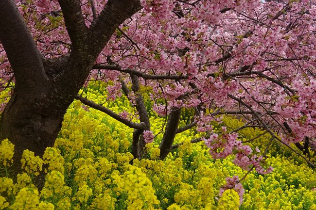 第２１回　まつだ桜まつり 　河津桜と菜の花　