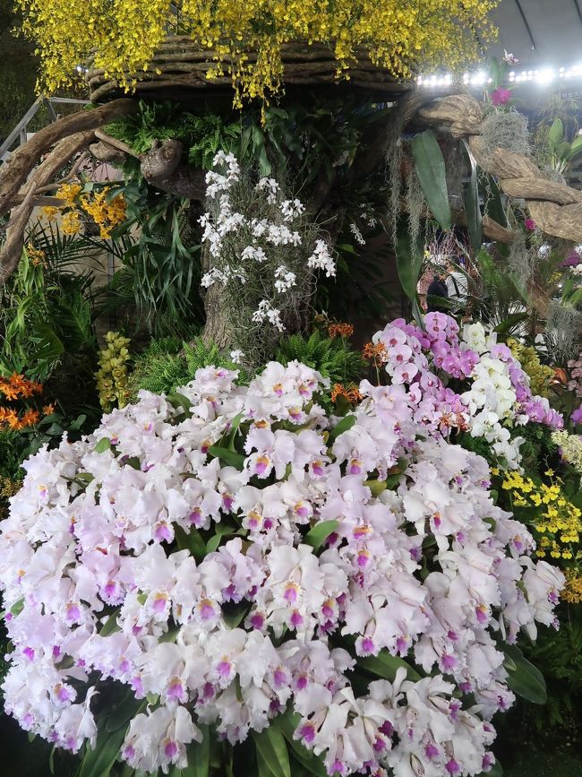 世界らん展－花と緑の祭典－（英名; JGP International Orchid and Flower Show、JGP とは&#39;Japan Grand Prix&#39; の略）は日本における大規模国際園芸展示博覧会であり、代表的な蘭展。<br />展示には洋蘭、東洋蘭（シュンラン、カンラン等）、日本の蘭（エビネ、セッコク等）など、世界約20ヶ国から約3000種10万株のラン科植物を中心に様々な植物が集まる。<br /><br />【部門3】ディスプレイ部門<br />審査対象：蘭を主体としたディスプレイを審査。<br />愛好家クラス選出法：愛好家団体による作品の中からトロフィー賞を選出し、そこから部門賞が最大14作品（最優秀賞1・優秀賞1・優良賞2・奨励賞10）選出される。<br />オープンクラス（ショーディスプレイ）選出法：愛好家に該当しない者による作品の中からトロフィー賞を選出し、そこから部門賞が最大14作品（最優秀賞1・優秀賞1・優良賞2・奨励賞10）選出される。<br />オープンクラス（ライフスタイルディスプレイ）選出法：愛好家に該当しない者による「花と緑のある生活空間を演出した作品」の中からトロフィー賞を選出し、そこから部門賞が最大14作品（最優秀賞1・優秀賞1・優良賞2・奨励賞10）選出される。<br />海外奨励賞：海外からの出展作品のうち、トロフィー賞以下から選出。<br />賞金：部門総額最大720万円<br />（フリー百科事典『ウィキペディア（Wikipedia）』より引用）<br /><br />世界らん展2019　については・・<br />https://www.tokyo-dome.co.jp/orchid/