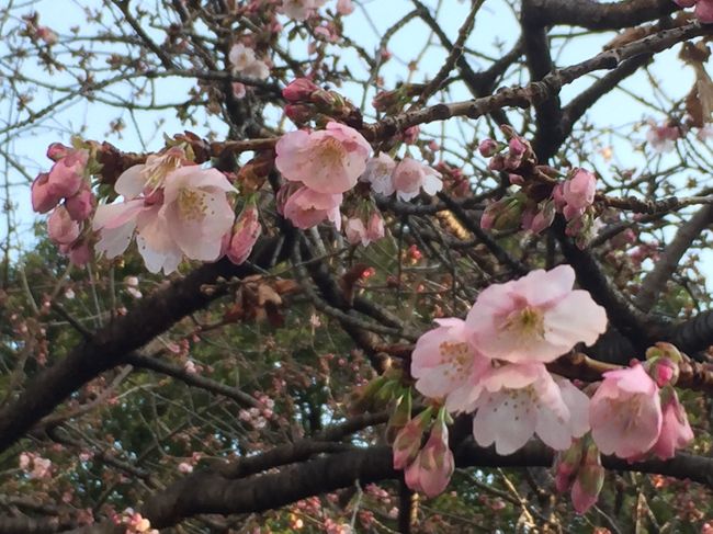 通勤途中なので、週に1回程度は上野公園で花散歩しています。<br />2月は梅と寒桜。<br />そして、河津桜と大寒桜も咲きだしました。<br />会社に行きたくないと思う朝が続きます。。。