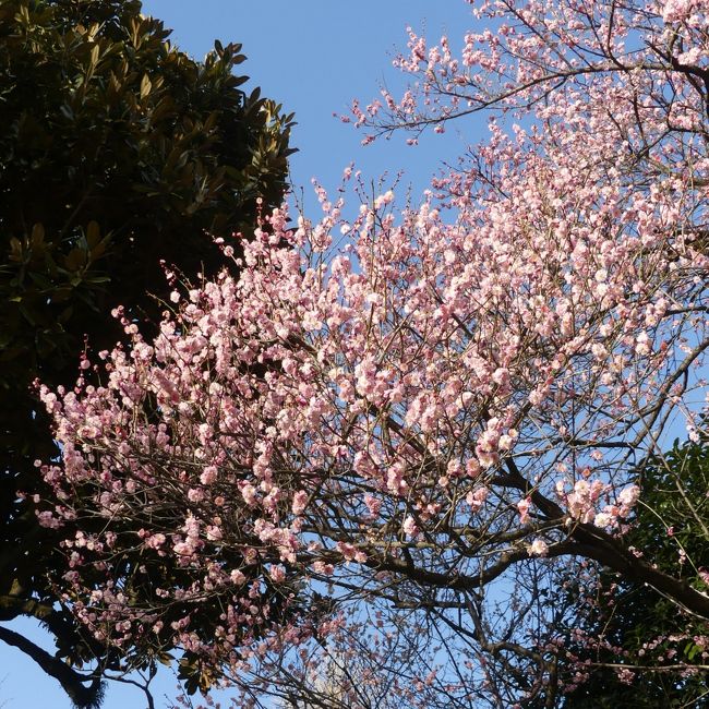 早春の上野公園で、科学博物館（日本を変えた千の技術展）、東京都美術館（江戸ミラクルワールド・奇想の系譜展）、そして東照宮ぼたん苑を見て、上野駅へ向けて歩く途中、満開のウメが咲く小さな神社を見つけて寄ってみました。そこは「五條天神社」という神社でした。そこから公園側へ階段を上がると「花園神社」が隣接していて、沢山の並んだ鳥居の中を通って公園へ上がることができます。たくさんの観光客が行き来していたので、有名なところなのかもしれません。<br /><br />旅行記作成に際しては、現地の説明板、および関連するネット情報を参考にしました。
