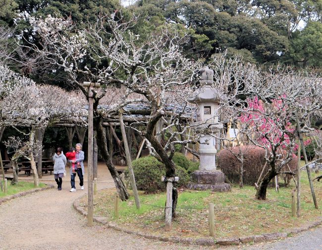 成田市散策（８）・・成田山公園と梅まつりを訪ねます。