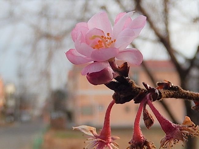 2月27日、午後２時半過ぎにふじみ野市西鶴ケ岡地区を散策し、亀久保西公園に冬桜を観察に行きました。　相変わらず花の数は減っていますが咲始めの桜は美しかったです。<br /><br /><br /><br />＊写真は美しい冬桜