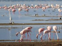 ２月のケニアは最高！　その５ナクル湖　