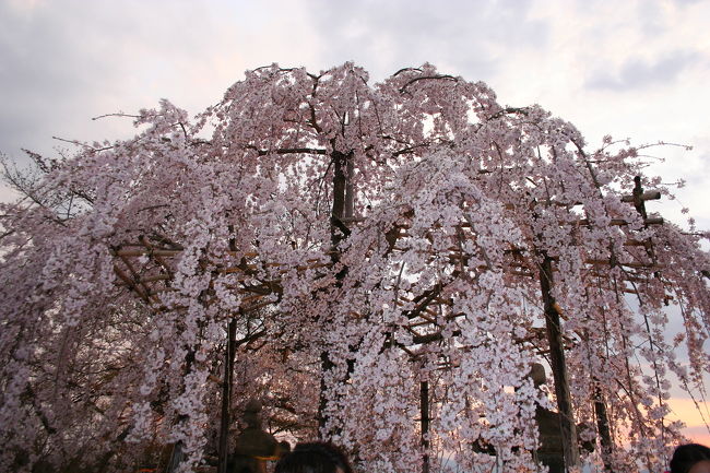 京都にお花見に行きました。<br />嵐山では、念願のトロッコと保津川下りを楽しみました。<br />夜は清水寺のライトアップへ。<br /><br />でも、市内に比べて嵐山の桜はまだあまり咲いておらず・・・。<br />清水寺は改修工事中・・・。<br /><br />では、1泊2日で訪れていたので、翌日に市内で桜を満喫しようと思ったら、ちょっとしたトラブルにより、急遽2日目の朝に帰ることに・・・・。<br /><br />京都お花見旅行は、不完全燃焼となりました。<br /><br />宿泊：京都プラザホテル