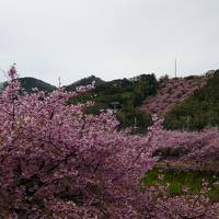 老犬とのドライブ　満開の河津桜と鶯・メジロ＆浄蓮の滝＆下田＆恋人岬